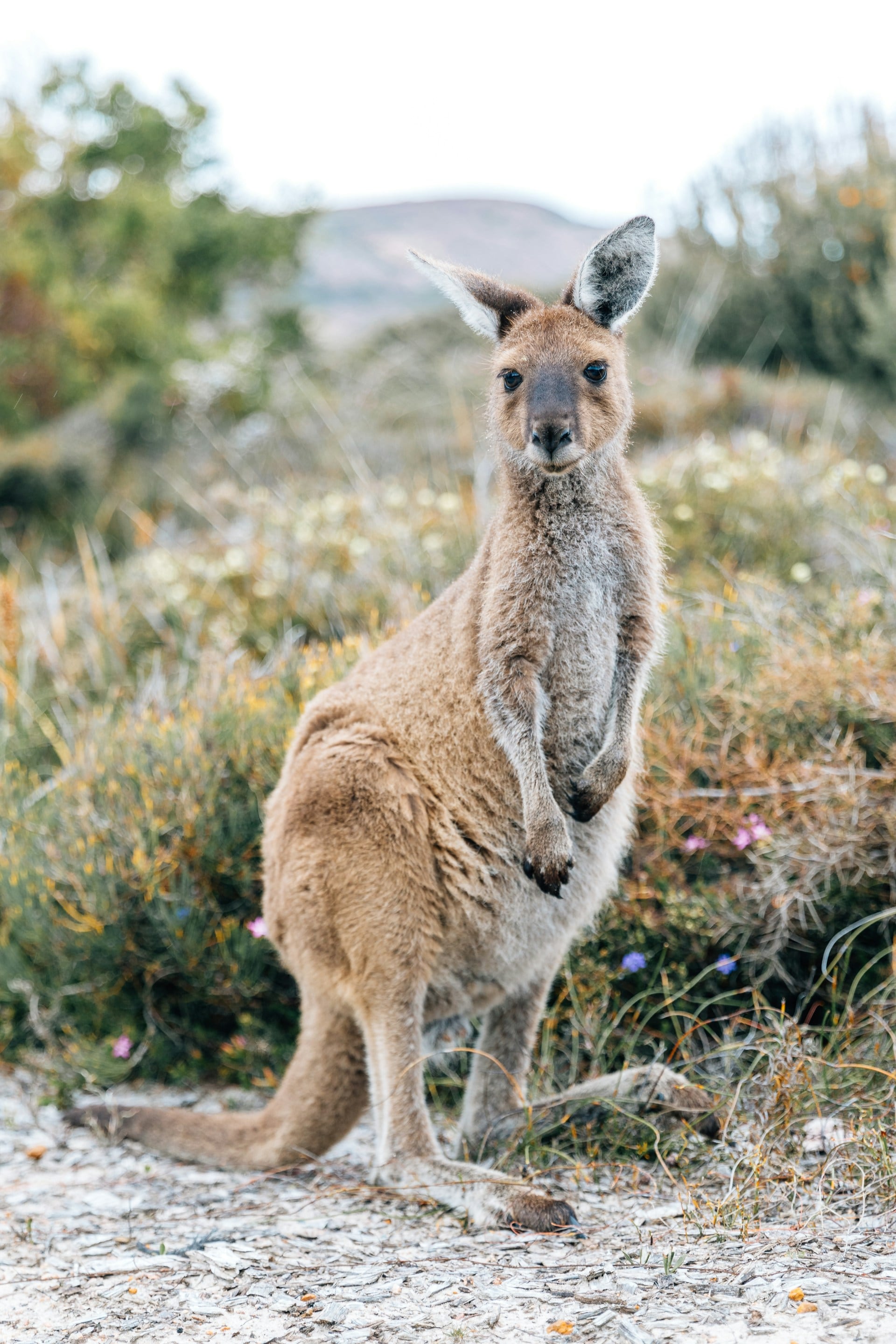 Australia