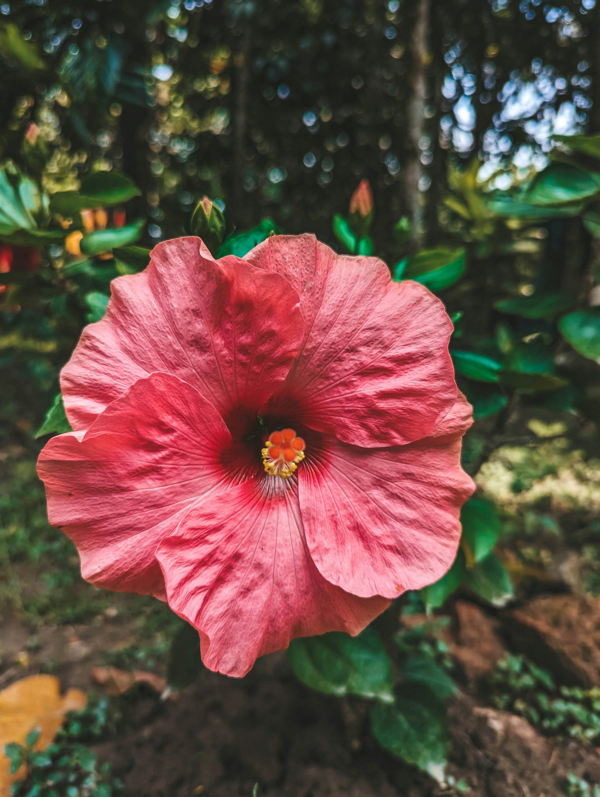Bangladesh