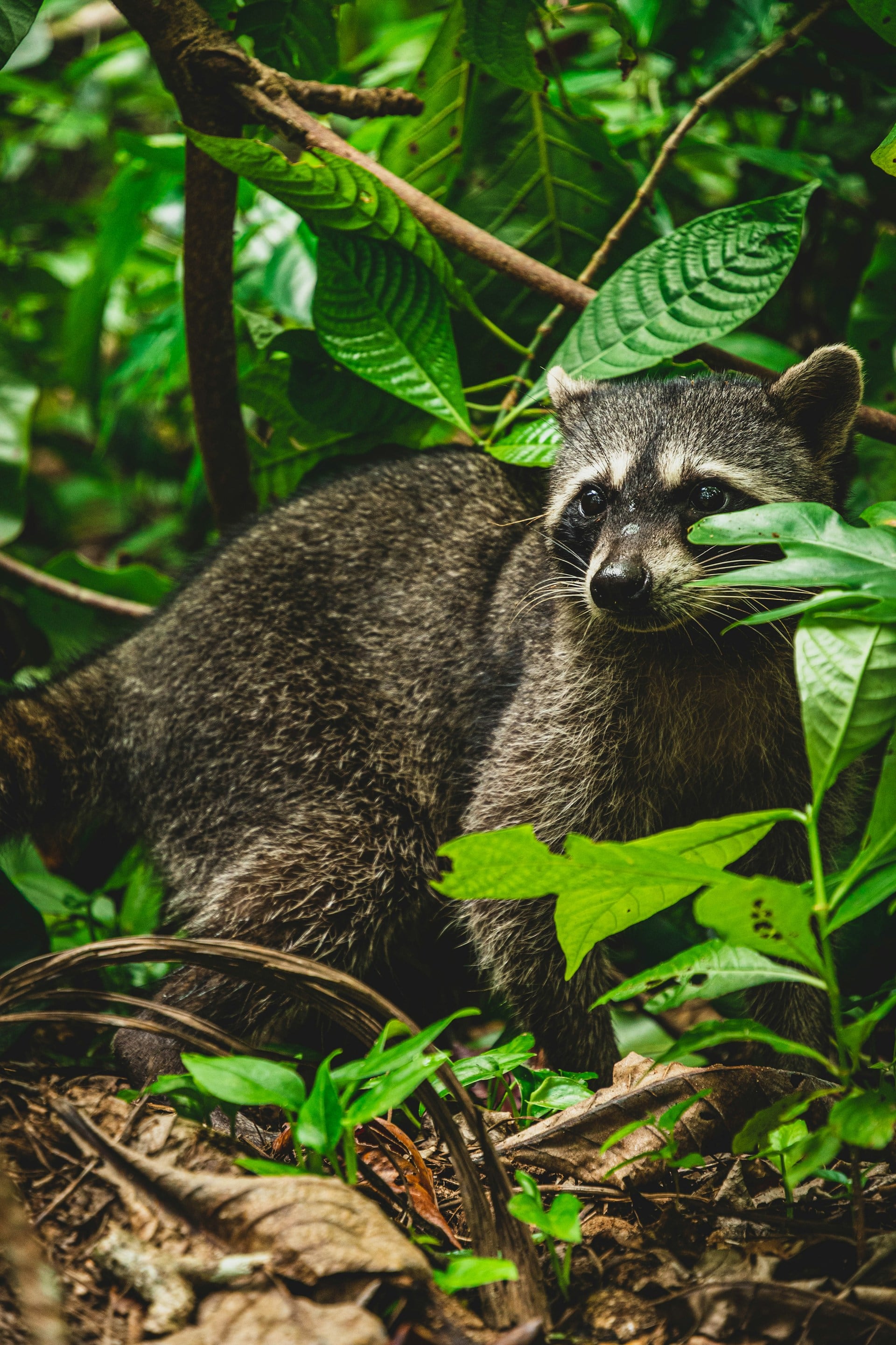 Costa Rica
