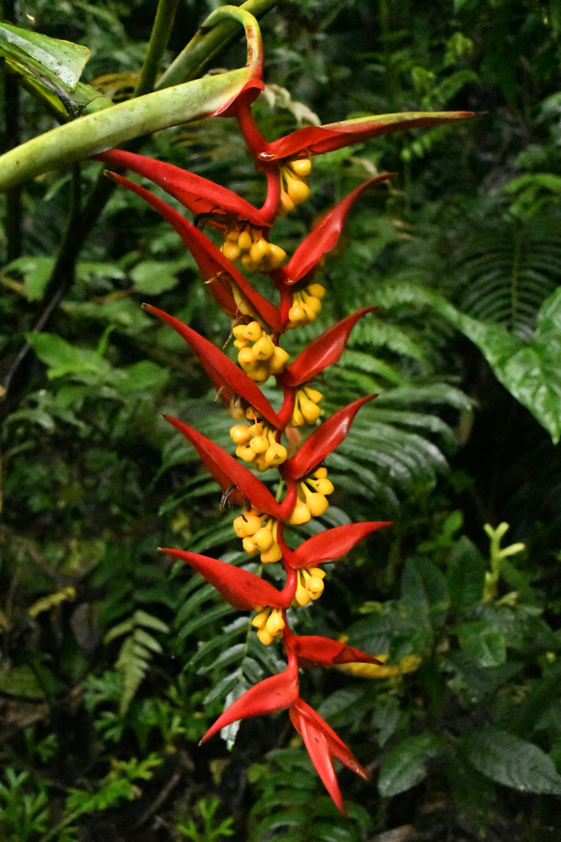 Ecuador