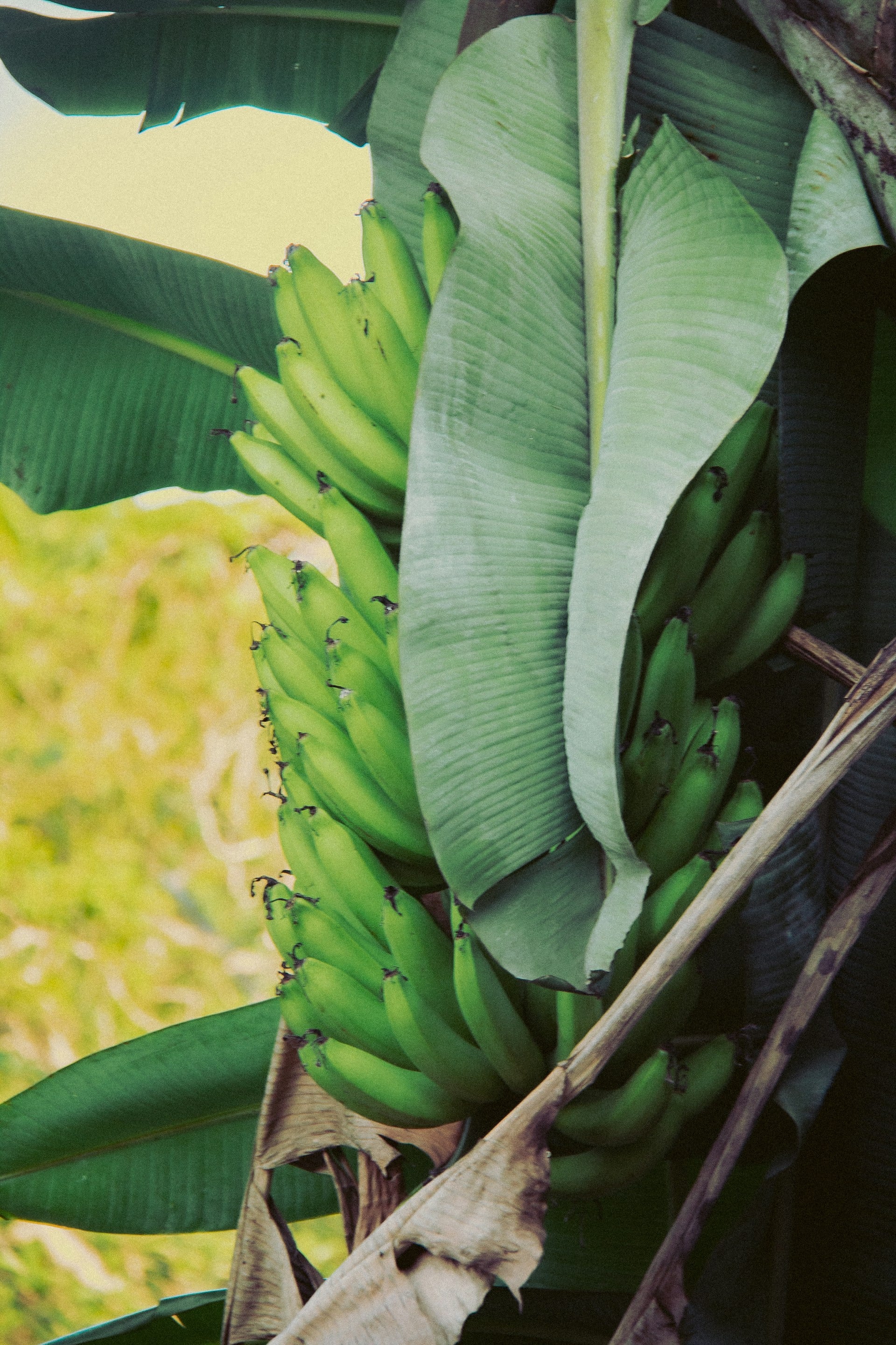 Gabon