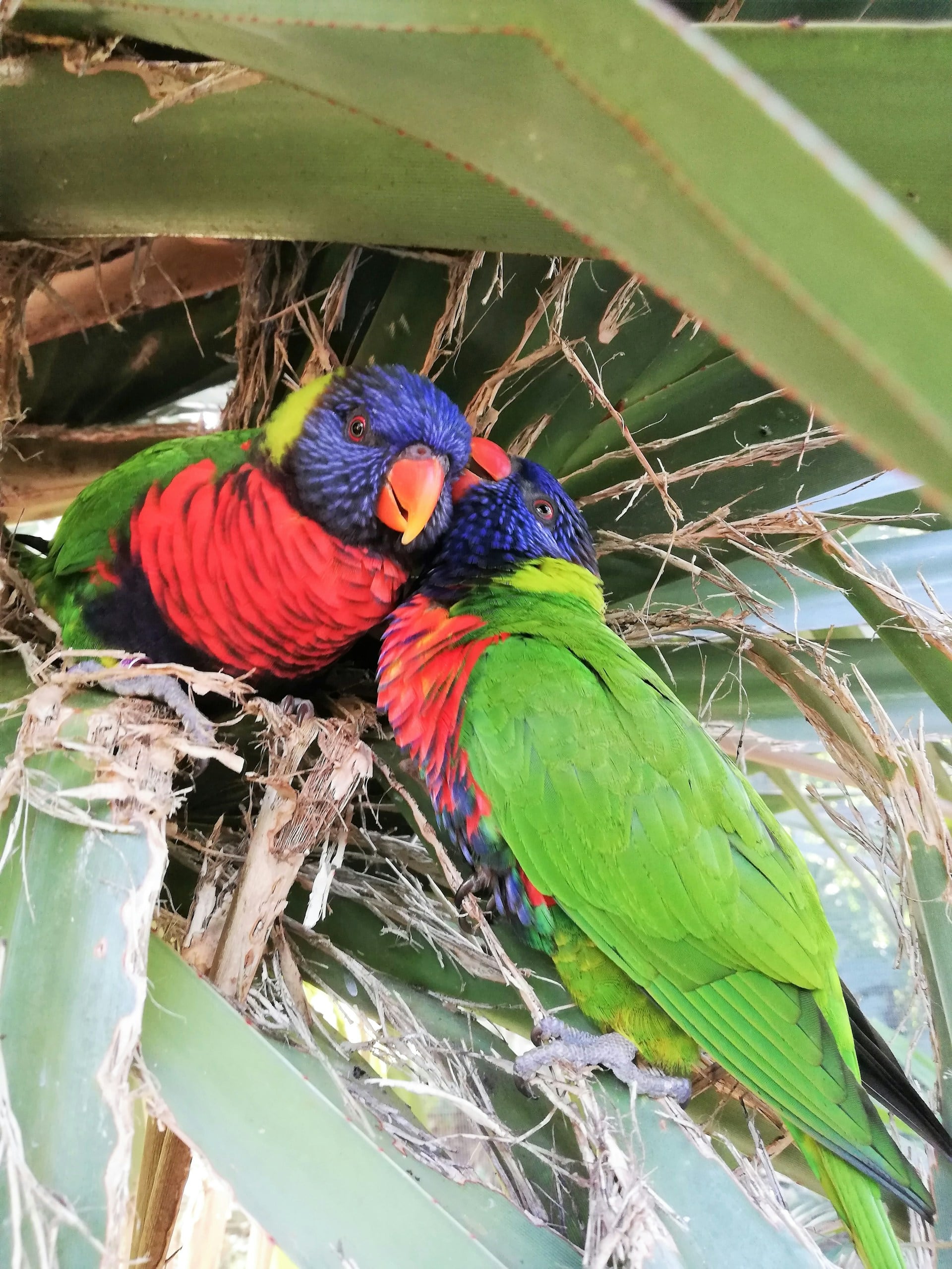 Guadeloupe