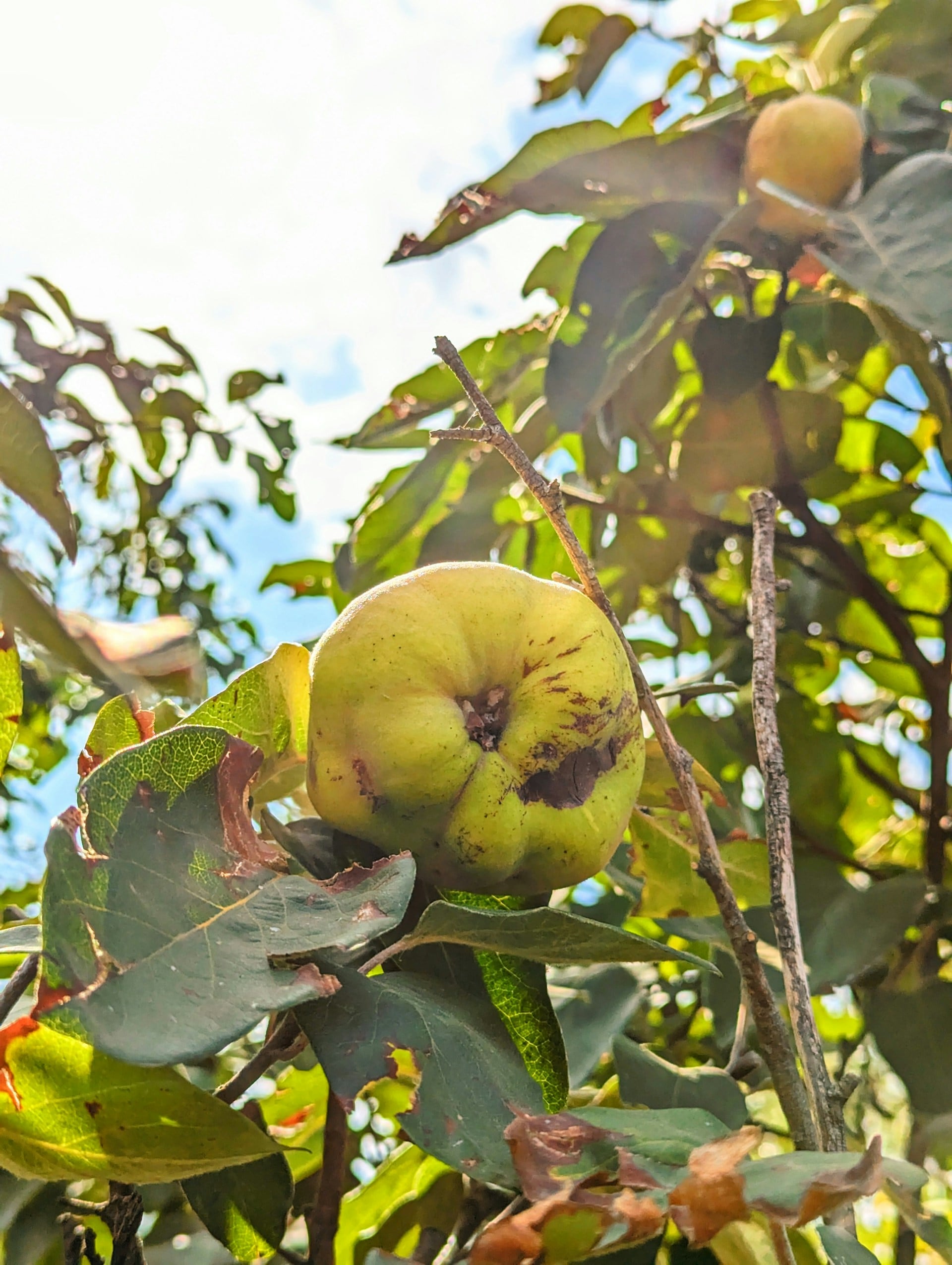 Moldova