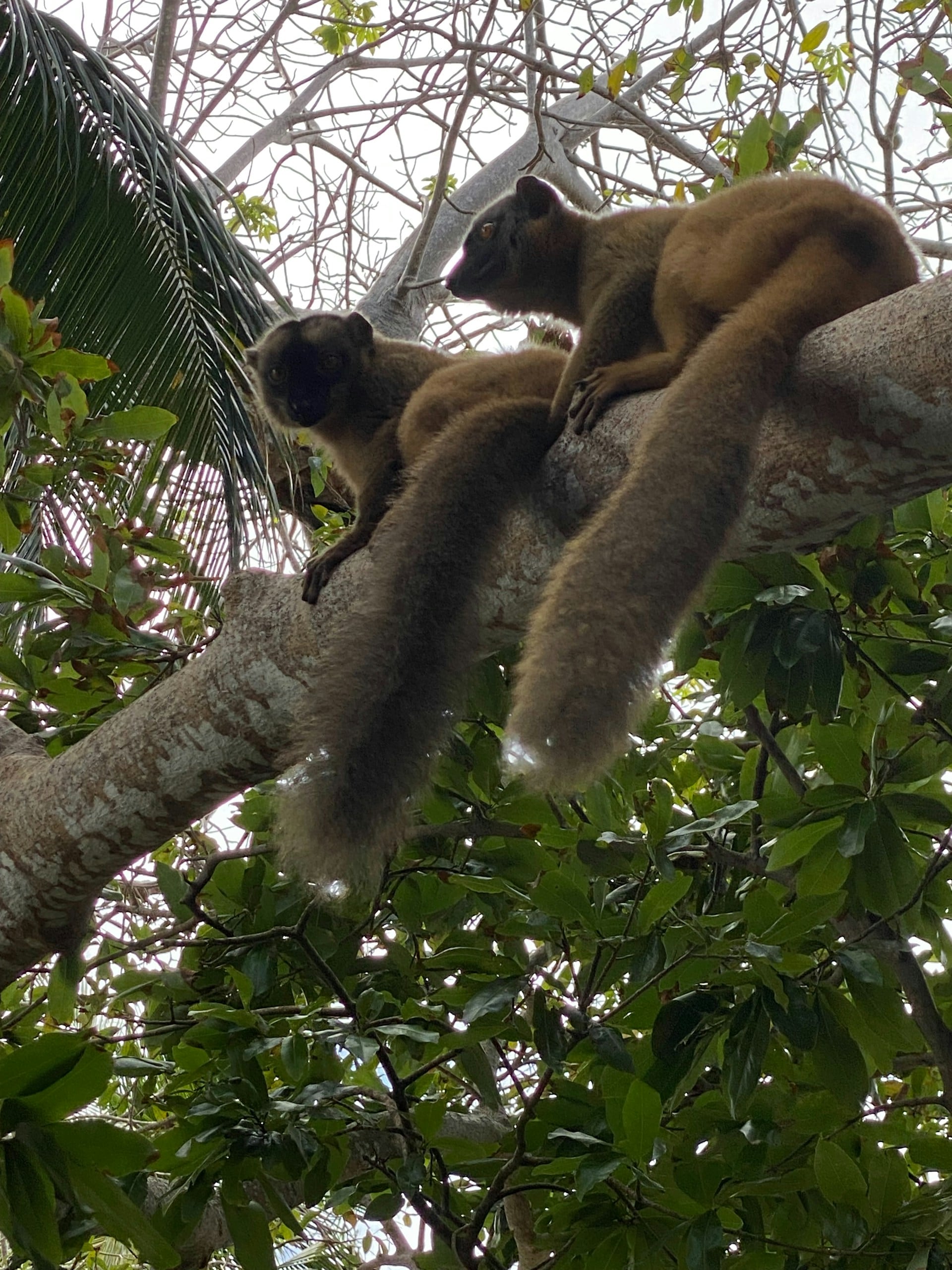 Mayotte