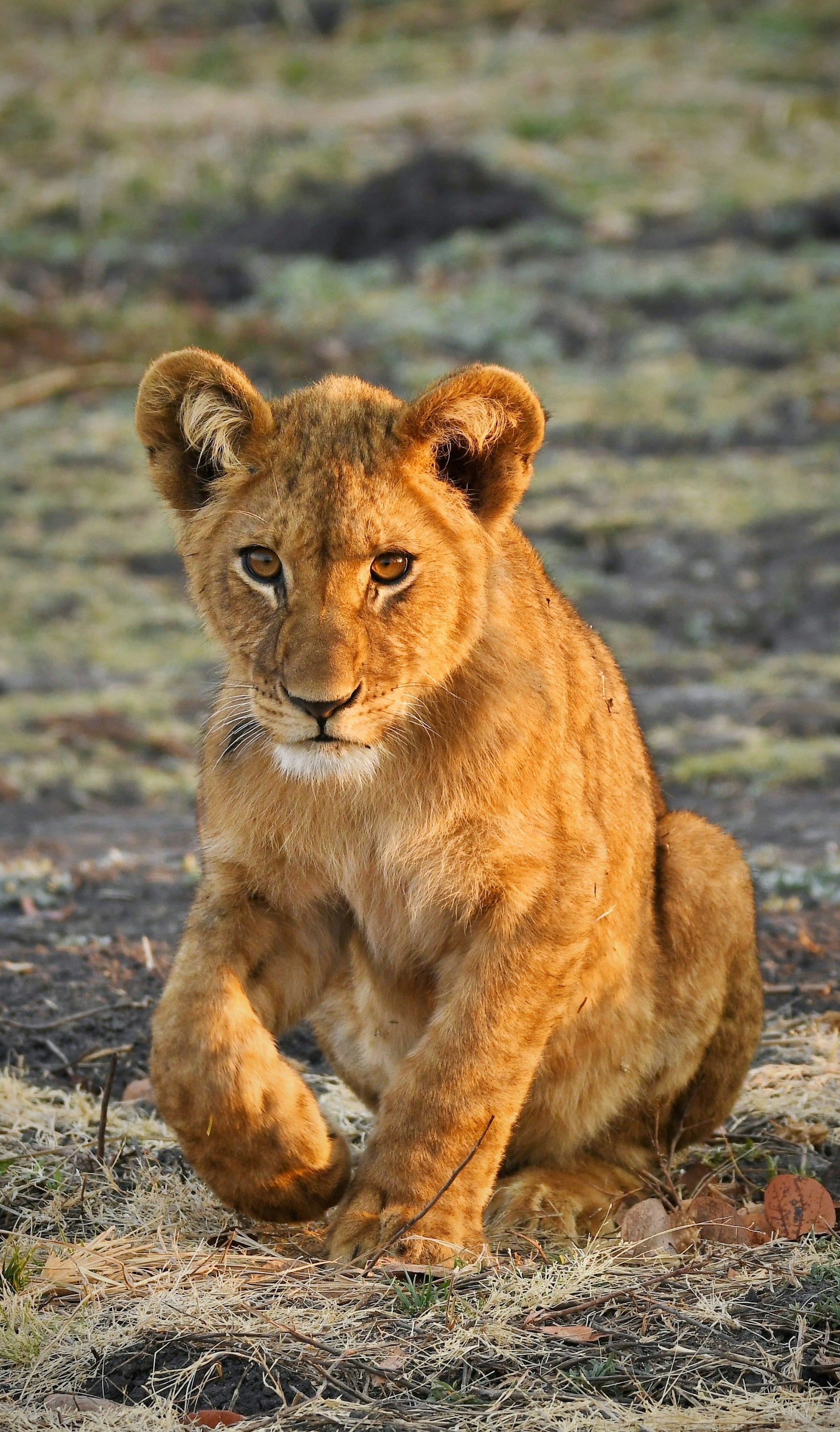Zambia
